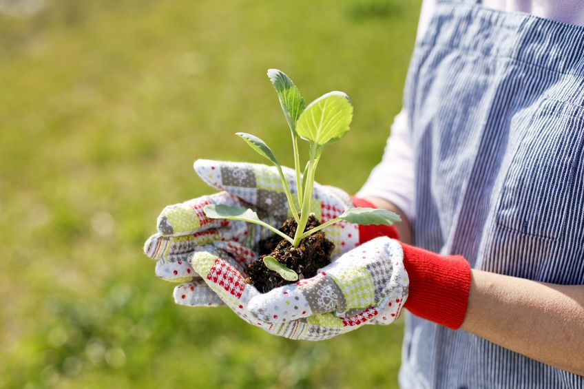 Gardner holding plant